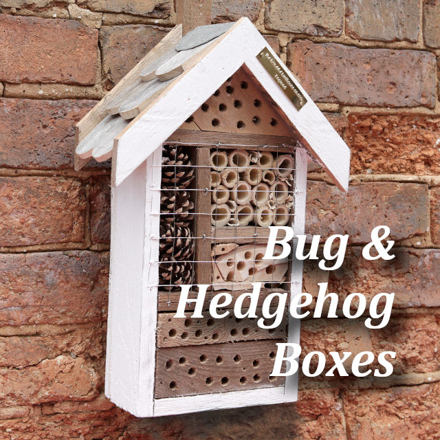 Bugs and Hedgehog Boxes
